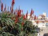 VEGETATION MEDITERRANEENNE - 